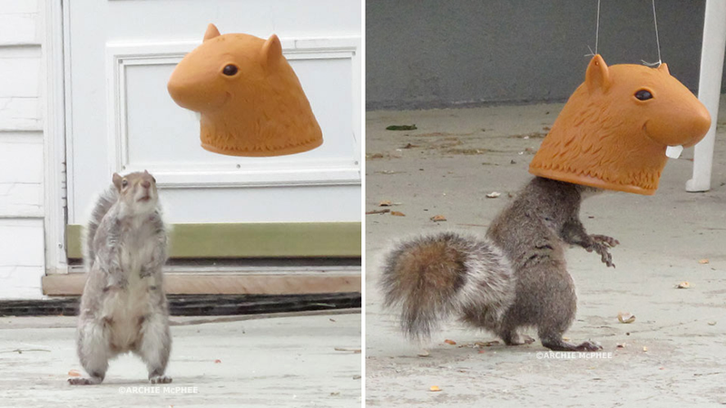 Illustration for article titled Humiliate Your Backyard Pests With This Giant Head Squirrel Feeder